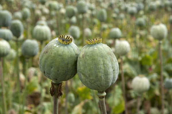 Opium poppy