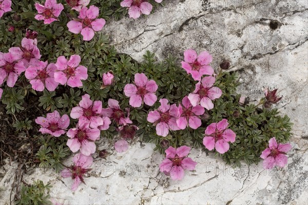 Flower of the Bright dolomite cinquefoil