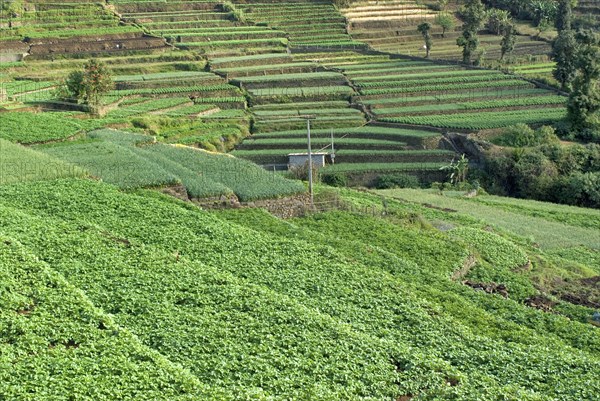 Terrace cultivation