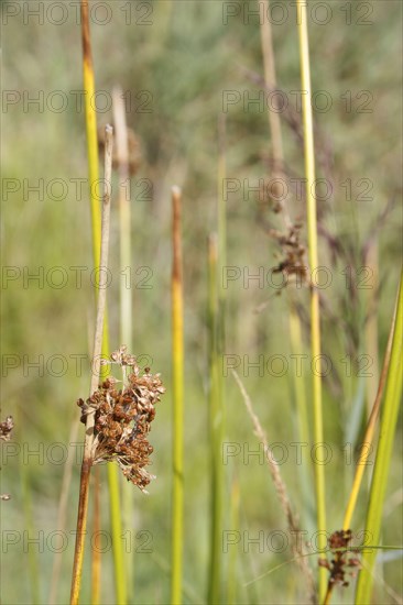 Reed Sedge