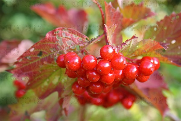 Guelder rose