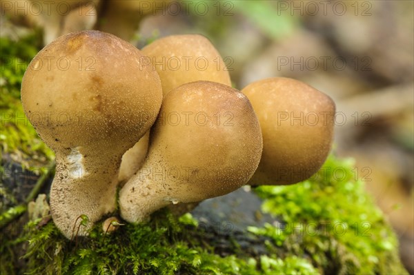 Pear-shaped puffball