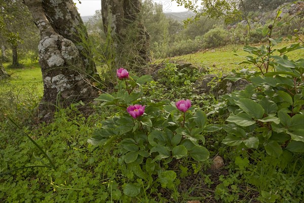 Flowering Western Peony