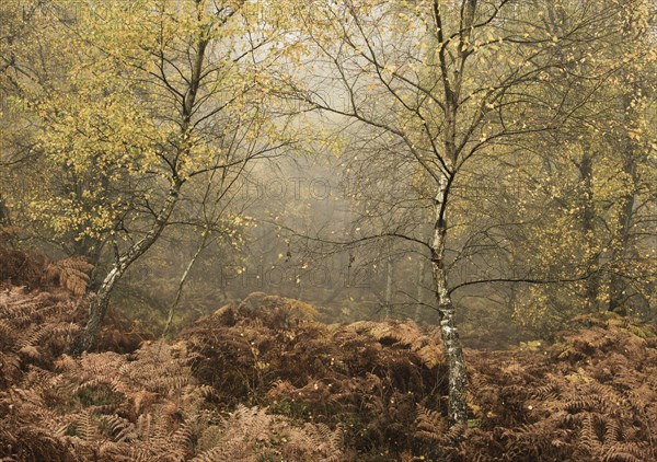 Silver Birch