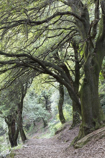 Holm oak