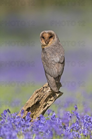 Common barn owl