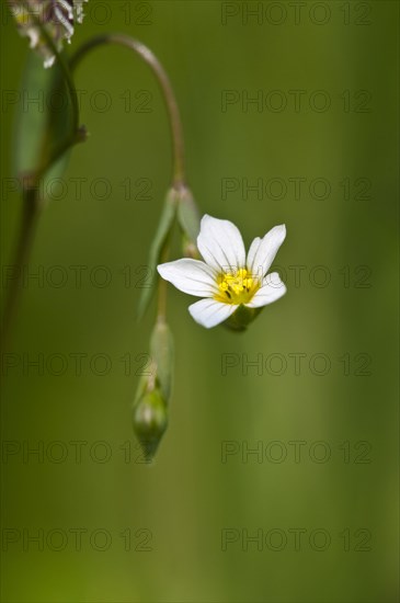 Fairy Flax