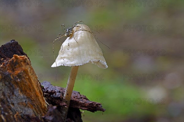 Harvestman