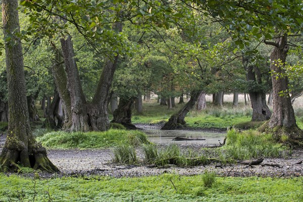 Muddy waterhole in the beech forest