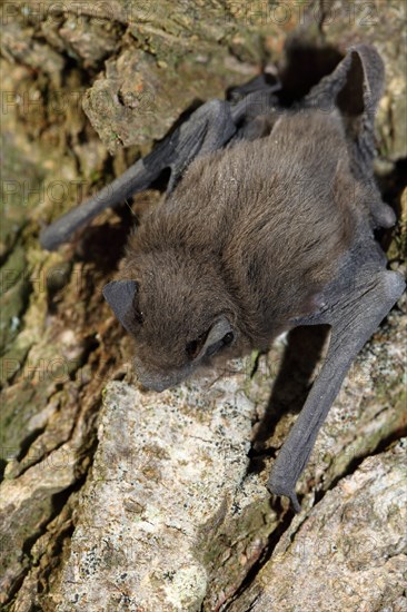 Common pipistrelle