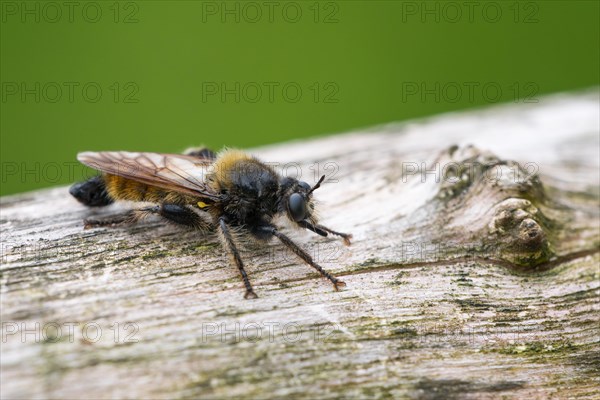 Yellow robber fly