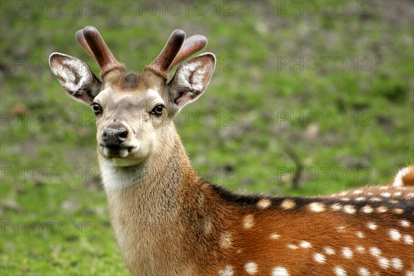 Sika deer