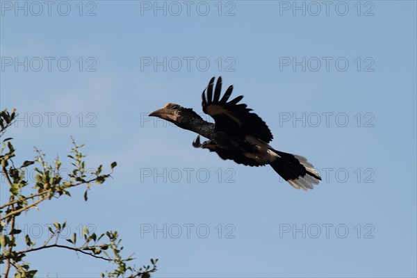 Silver-cheeked Hornbill