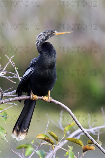 Anhinga