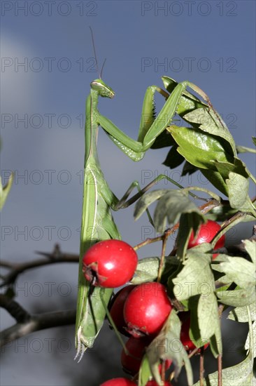 Praying mantis