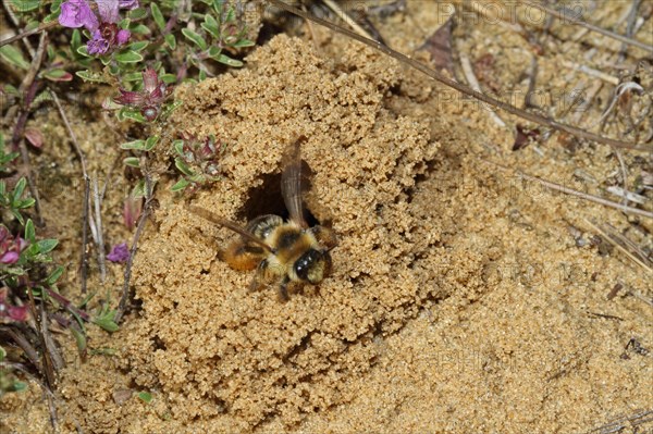 Trouser bee