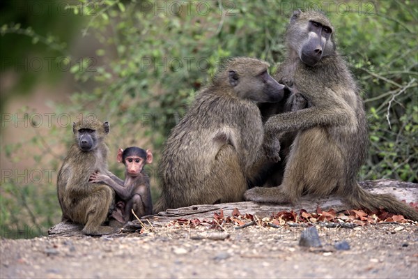 Chacma baboon