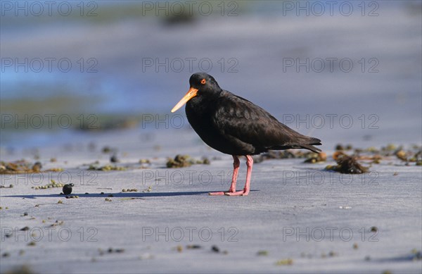 Variable oystercatcher