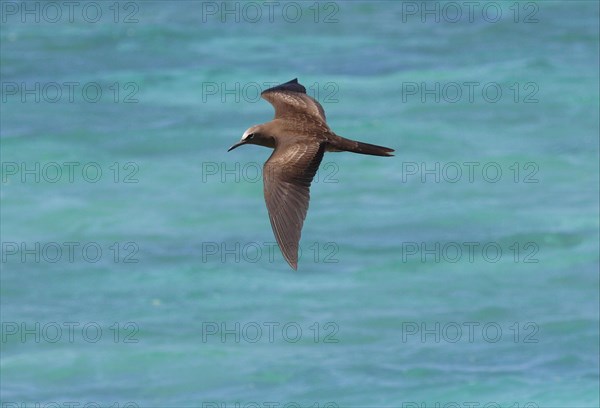 Brown brown noddy