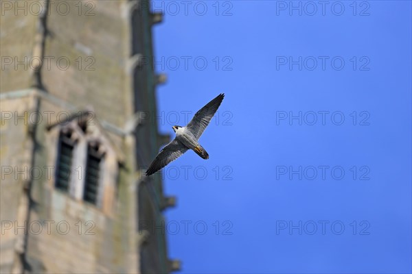 Peregrine Falcon