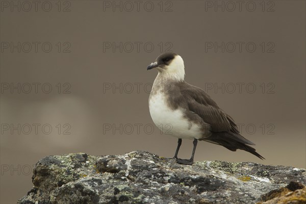 Arctic skuas