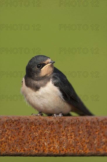 Barn Swallow