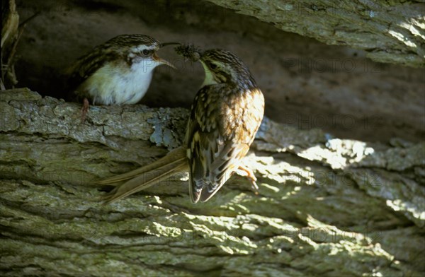 Eurasian treecreeper