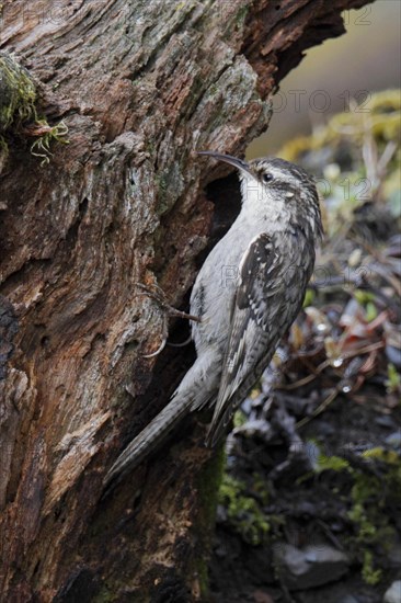 Himalayan Treecreeper