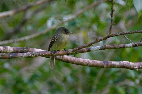 Greater Antillean Elaenia