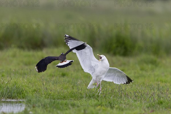 Northern Lapwing