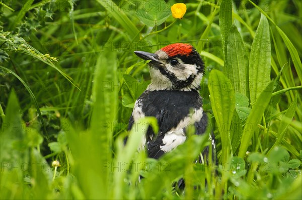 Great spotted woodpecker