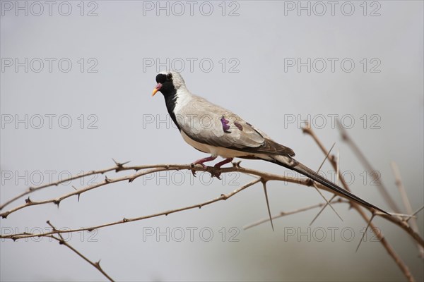 Namaqua dove