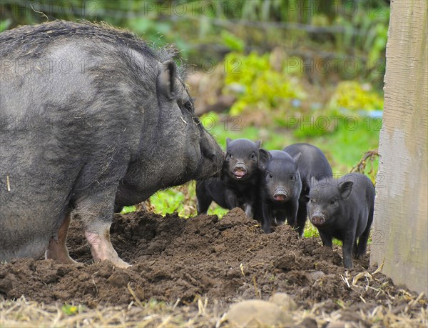 Domestic pig