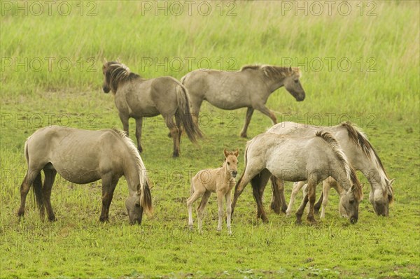 Konik domestic horse