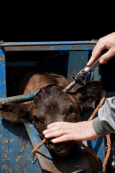 Cattle farming