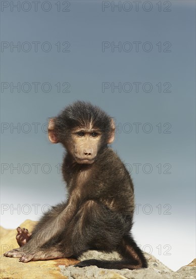 Chacma Baboon