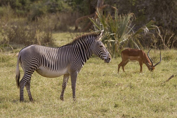 Grevy's grevy's zebra