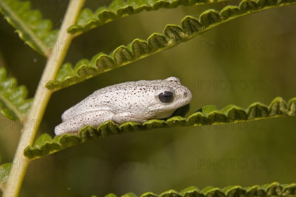 Painted Reed Frog Species Okavango Delta