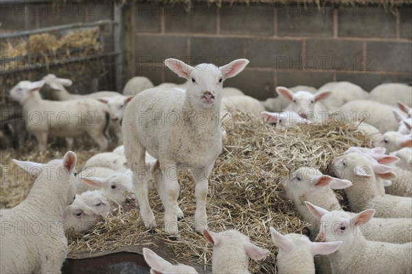 Domestic Sheep