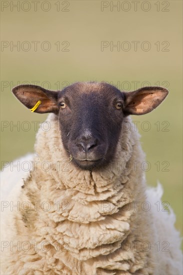 Domestic Sheep