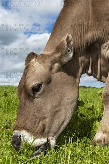 Domestic cattle