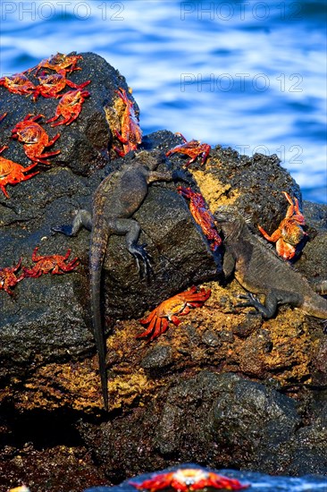 Galapagos marine iguanas with Sally light-footed crabs