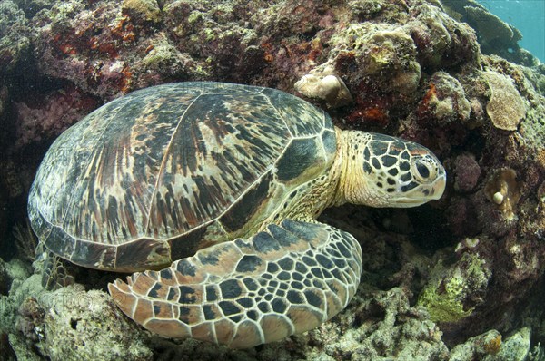 Green Turtle