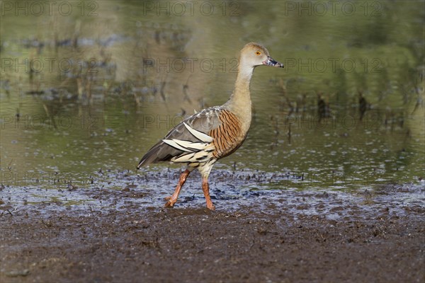 Plumed whistling duck