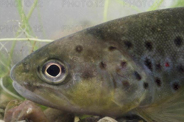 Salmo trutta forma fario