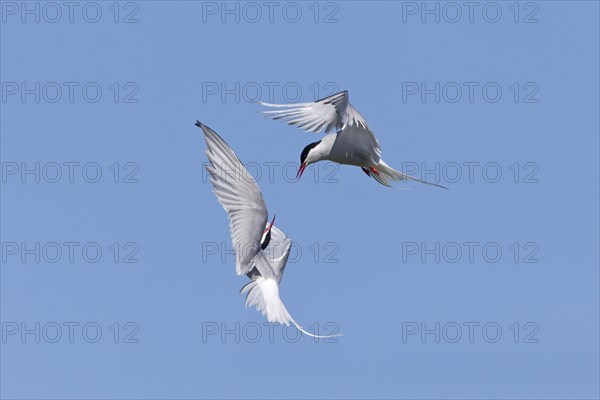 Arctic Tern