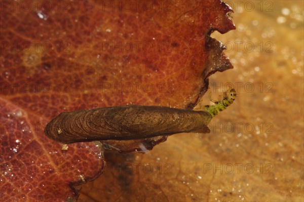 Salt and pepper microcaddisfly