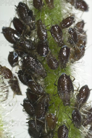 Campion aphids