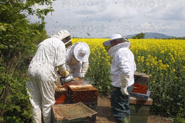 Professional beekeeping