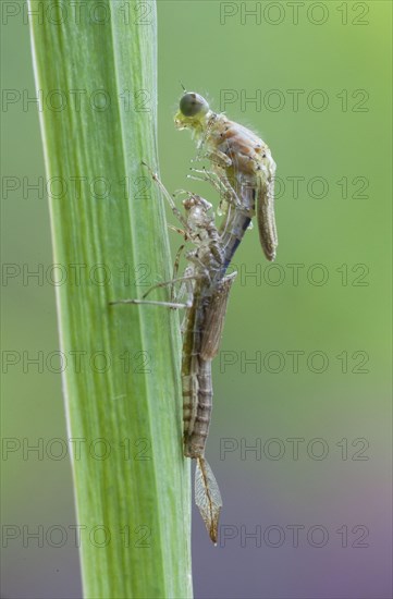 Early damselfly